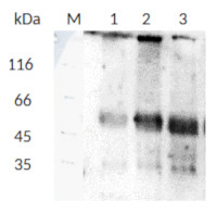 Tubulin gamma chain (monoclonal antibodies) in the group Antibodies Plant/Algal / Developmental Biology / Cytoskeleton at Agrisera AB (Antibodies for research) (AS20 4482)